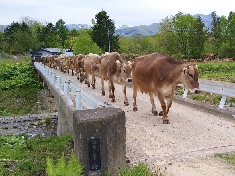 🧀 공동학사 신토쿠 농장 민탈 이미지 7